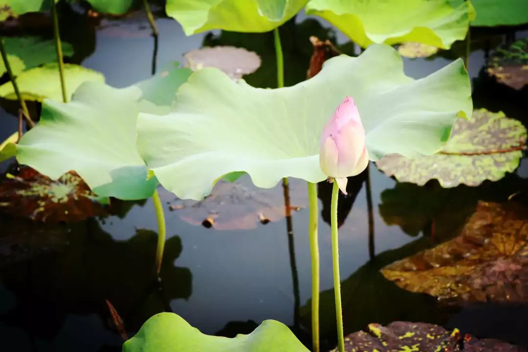 南京江宁区秣陵杏花村景区,南京秣陵杏花村