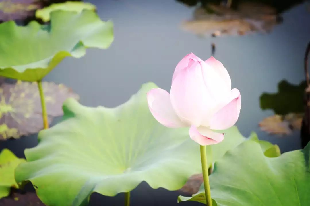 南京江宁区秣陵杏花村景区,南京秣陵杏花村