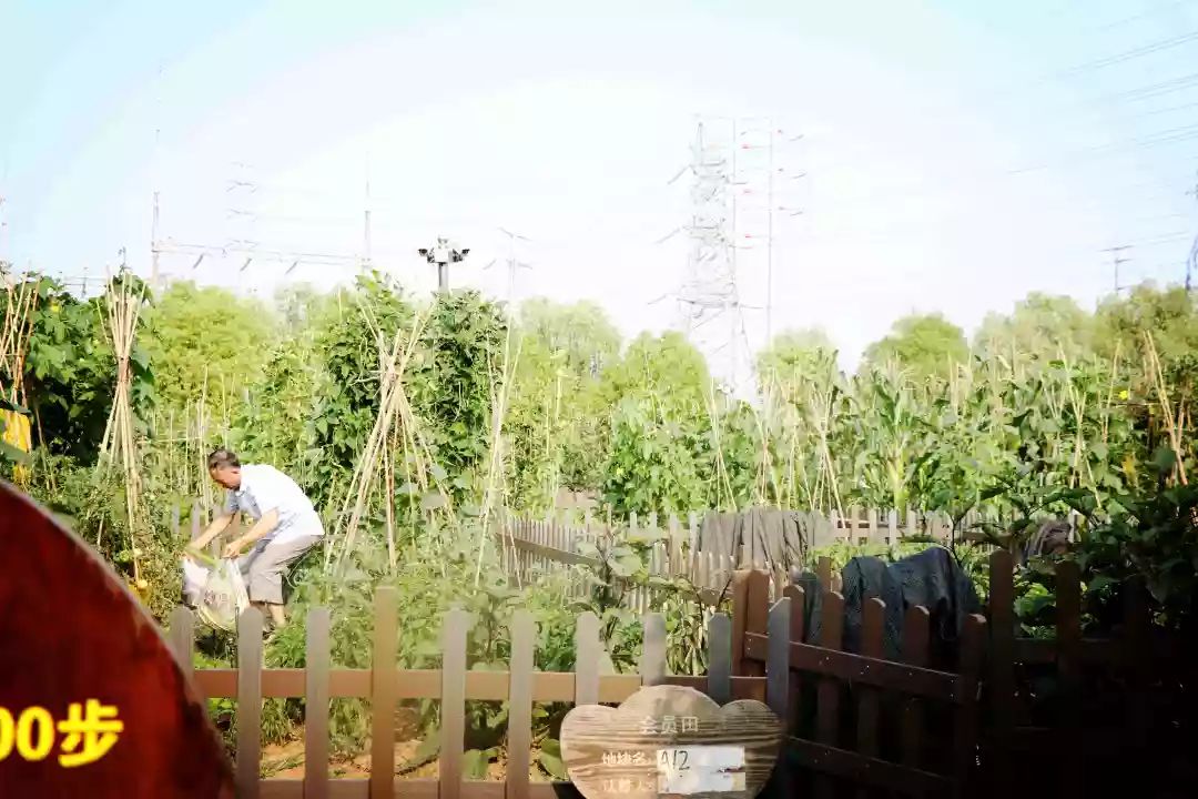 南京江宁区秣陵杏花村景区,南京秣陵杏花村