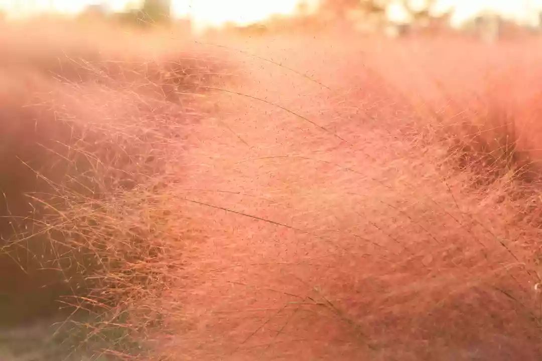 南京江宁区秣陵杏花村景区,南京秣陵杏花村