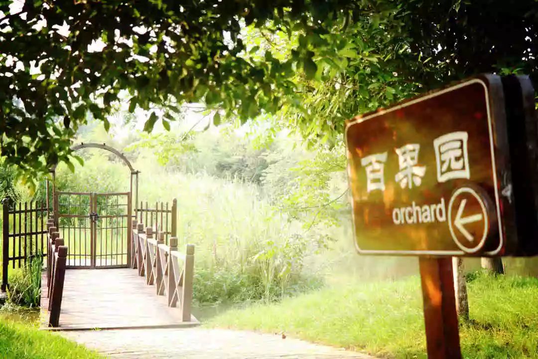 南京江宁区秣陵杏花村景区,南京秣陵杏花村