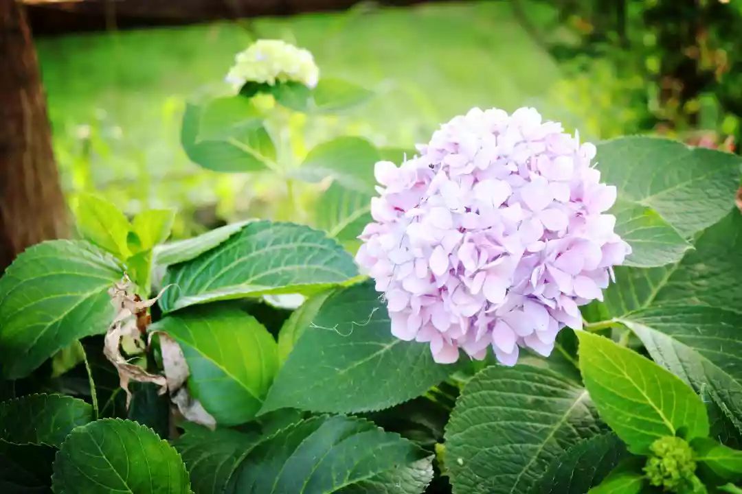 南京江宁区秣陵杏花村景区,南京秣陵杏花村