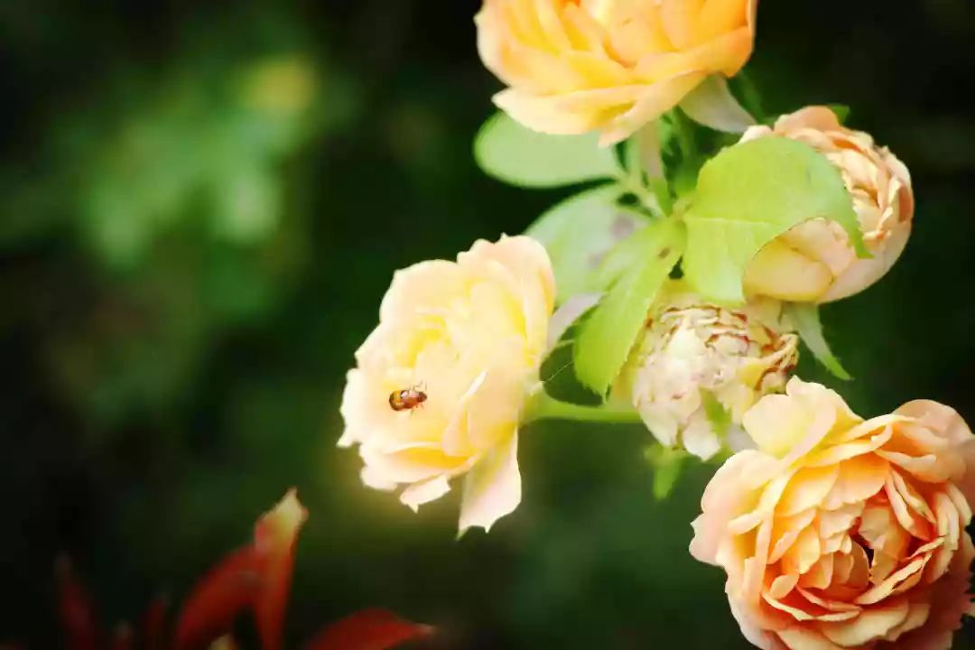 南京江宁区秣陵杏花村景区,南京秣陵杏花村
