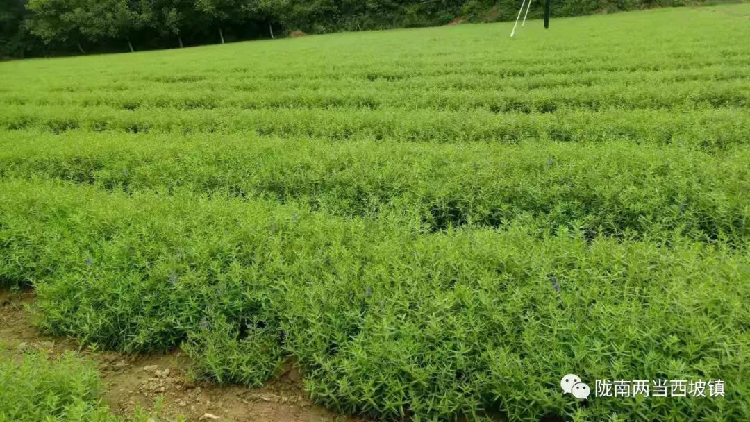 新型土地流转合作社,合作社带动农户土地流转