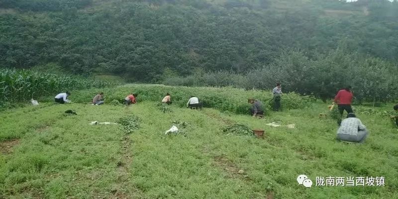 新型土地流转合作社,合作社带动农户土地流转