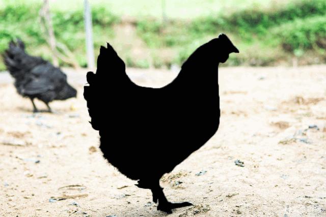 鸡也要饮凉茶消暑排毒,容县农民养出“绿壳蛋鸡”