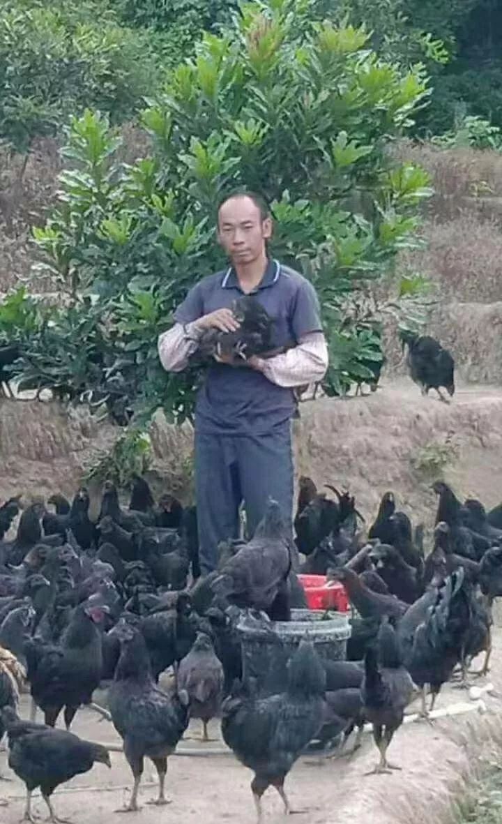 鸡也要饮凉茶消暑排毒,容县农民养出“绿壳蛋鸡”