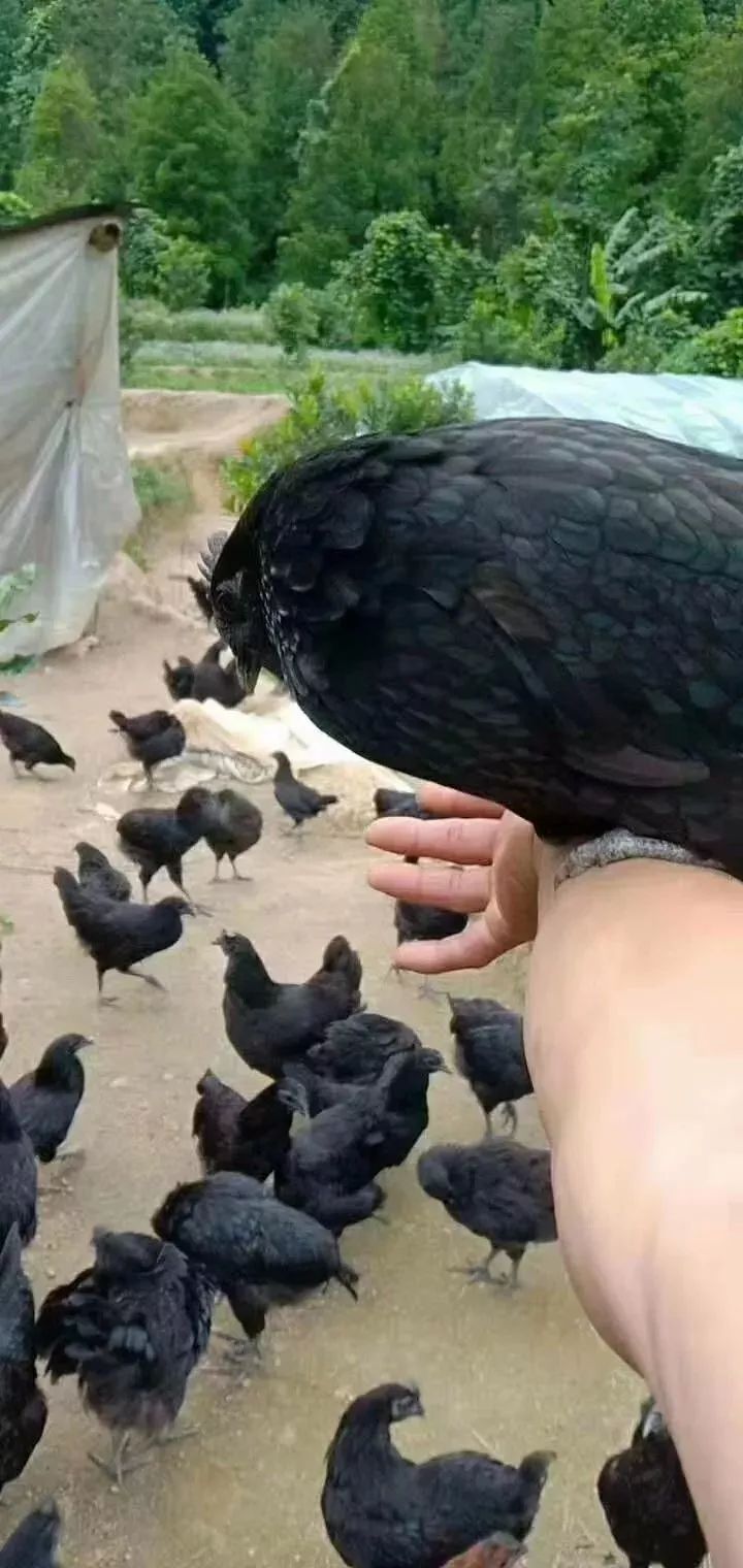 鸡也要饮凉茶消暑排毒,容县农民养出“绿壳蛋鸡”