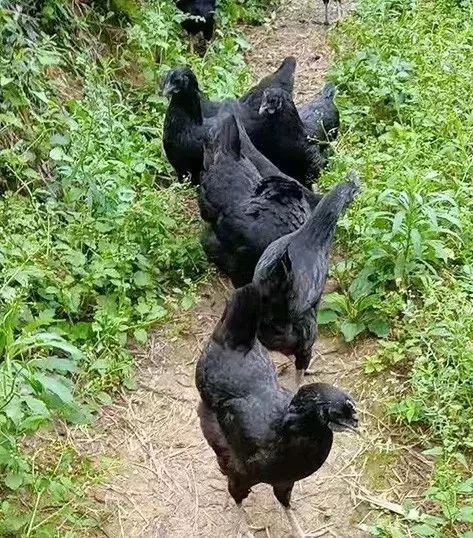 鸡也要饮凉茶消暑排毒,容县农民养出“绿壳蛋鸡”