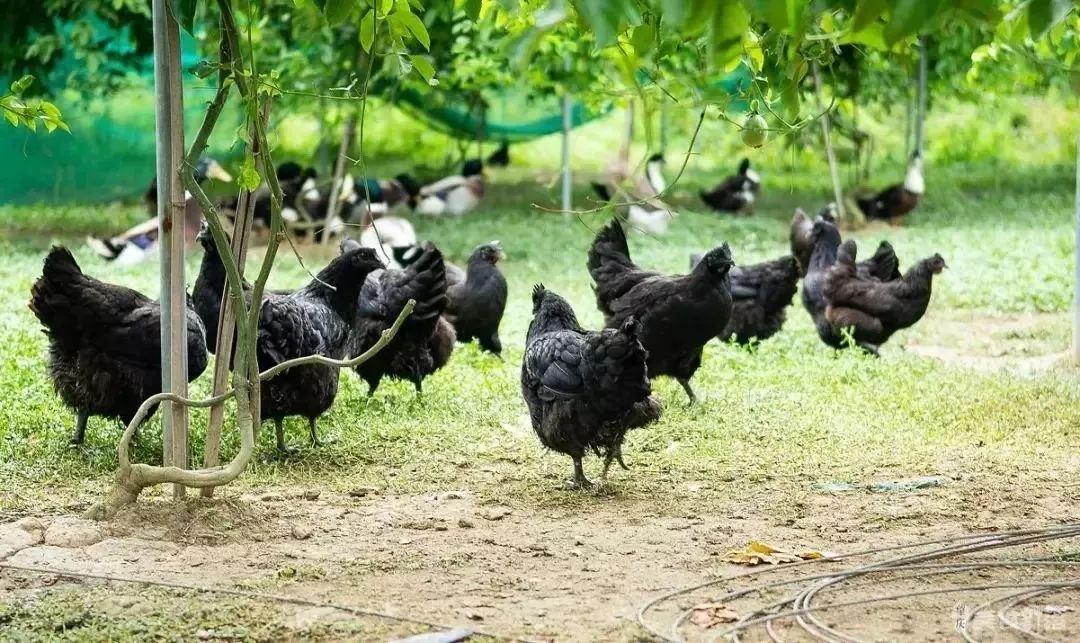 鸡也要饮凉茶消暑排毒,容县农民养出“绿壳蛋鸡”