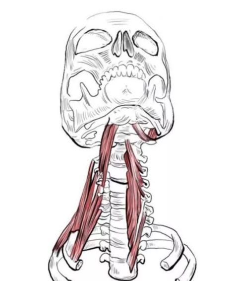 看起来虎背熊腰但是并不胖怎么办,为什么感觉自己看起来虎背熊腰