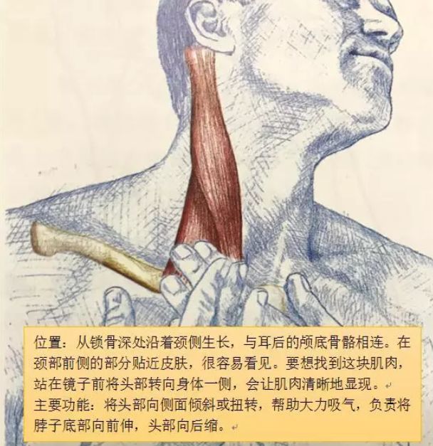 看起来虎背熊腰但是并不胖怎么办,为什么感觉自己看起来虎背熊腰