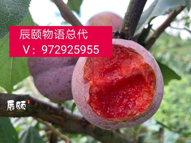 辰颐物语水果微商代理加盟招募中,辰颐物语水果代理平台