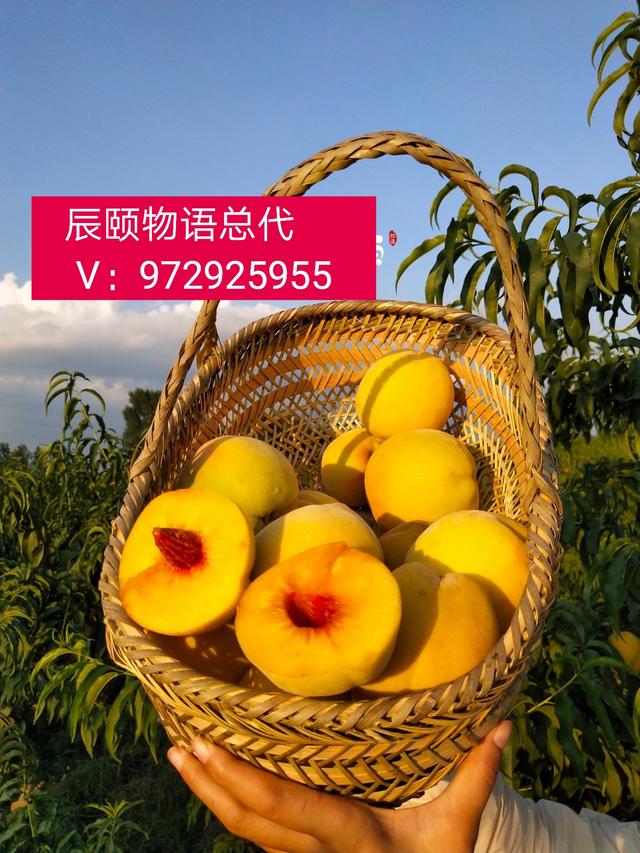 辰颐物语水果微商代理加盟招募中,辰颐物语水果代理平台