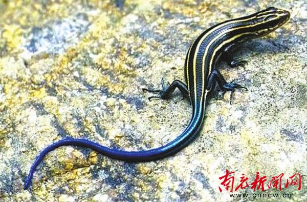 车轮旁爬出一条“蓝色怪物”专家：它是濒危物种