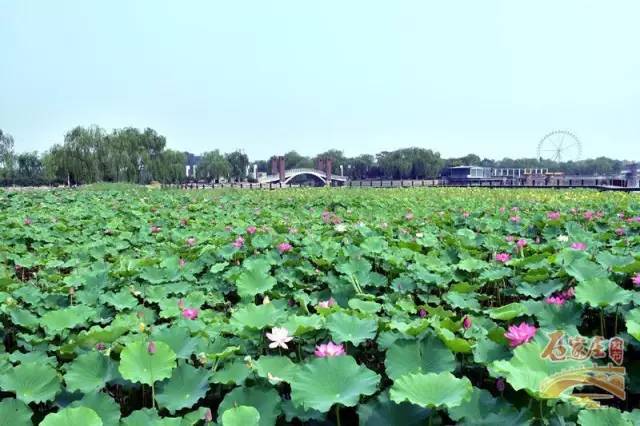 夏天情侣约会适合去的地方石家庄,石家庄适合情侣约会的十大去处