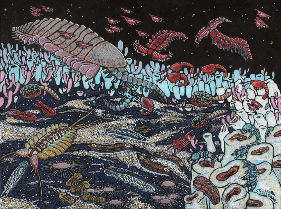 古生物学家发现1亿年前蛙卵琥珀,科学家发现五亿年前的生物