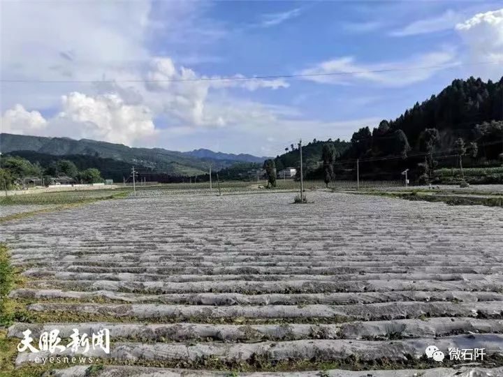 石阡聚凤：大坝蔬菜产销两旺