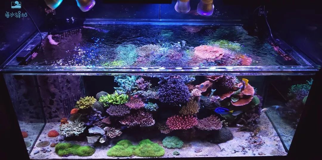 2019年我大学毕业后在日本开个海水店