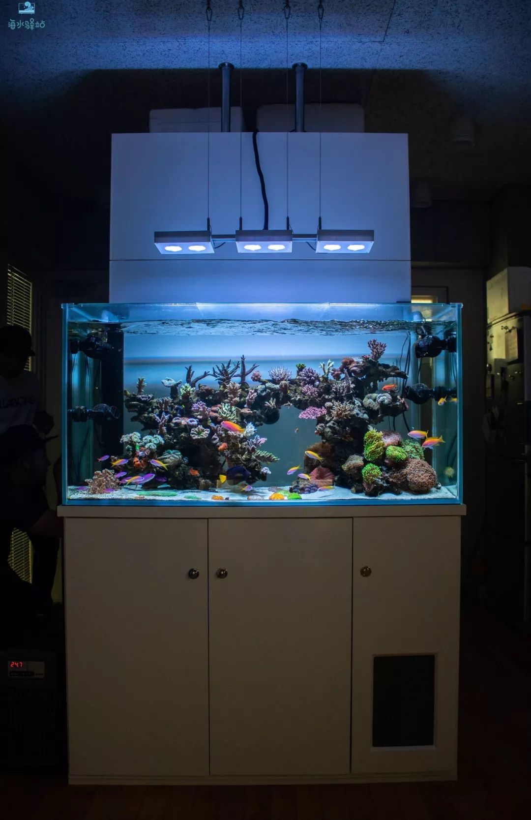 2019年我大学毕业后在日本开个海水店