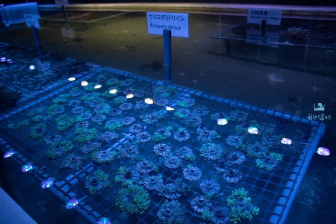 2019年我大学毕业后在日本开个海水店