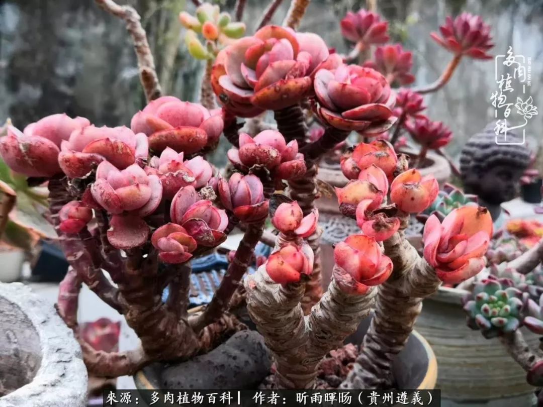 遇见多肉创作的原声,遇见多肉生活从此多了一份美好