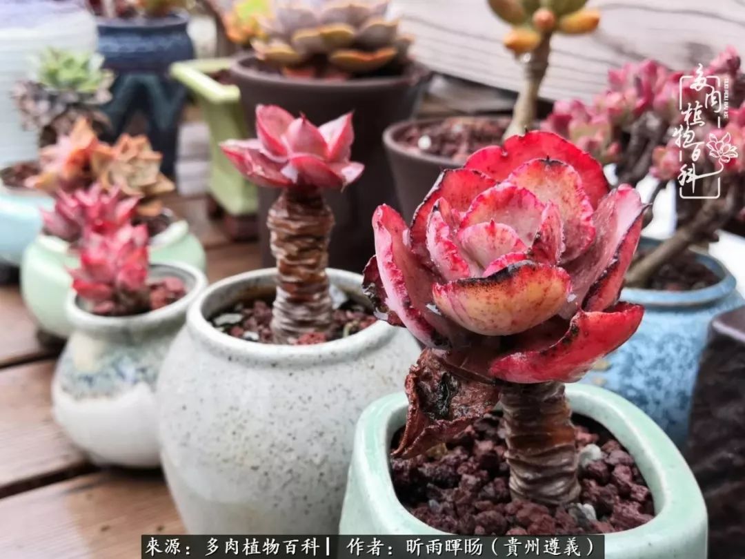 遇见多肉创作的原声,遇见多肉生活从此多了一份美好