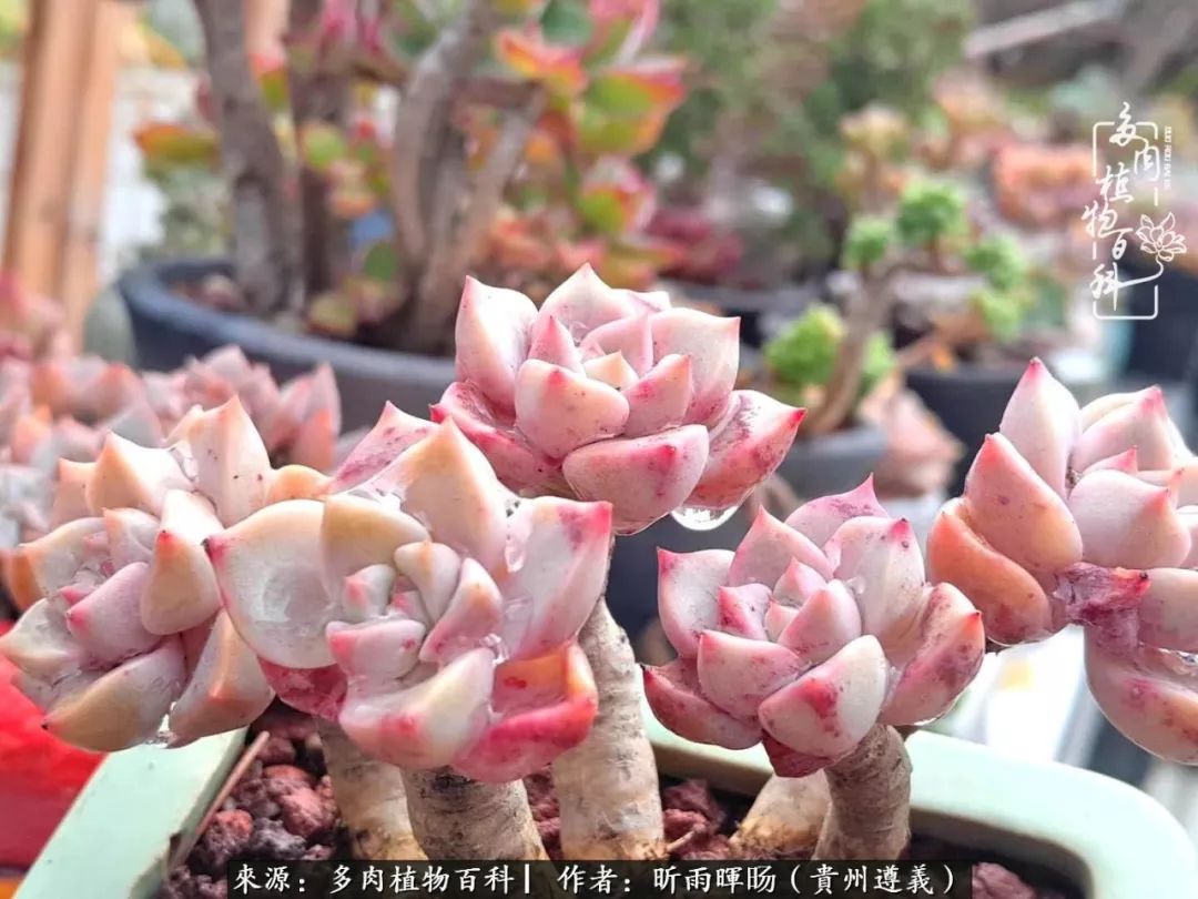 遇见多肉创作的原声,遇见多肉生活从此多了一份美好