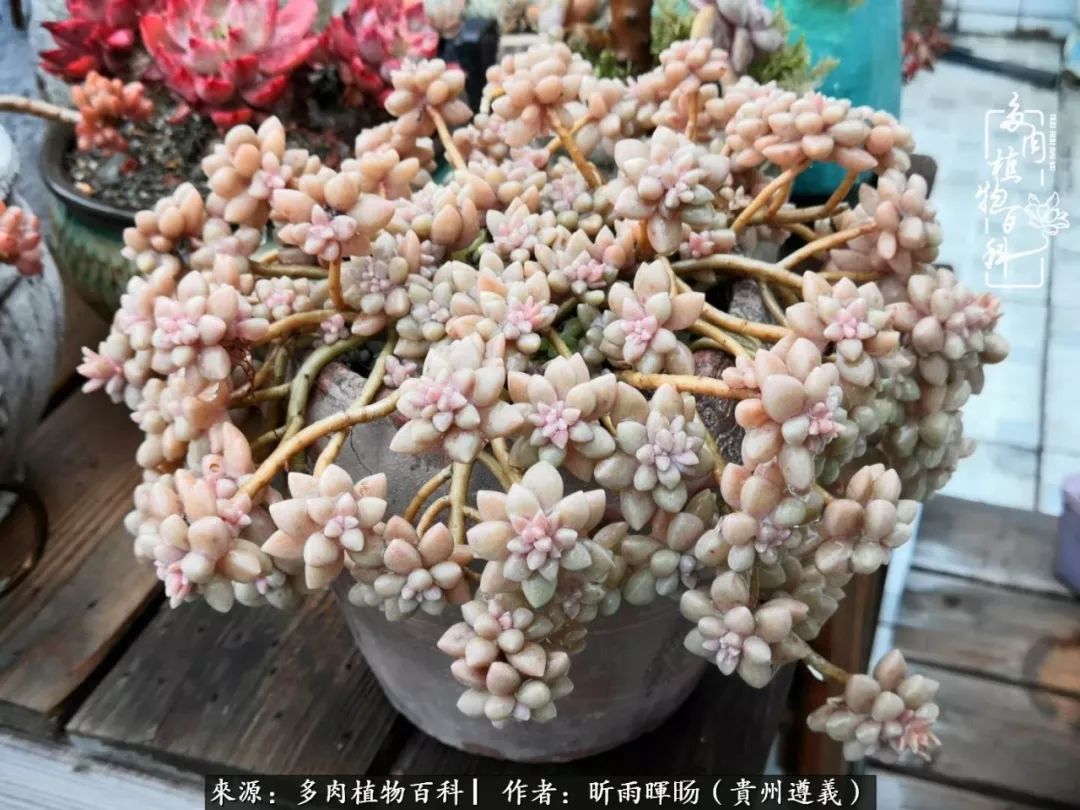 遇见多肉创作的原声,遇见多肉生活从此多了一份美好