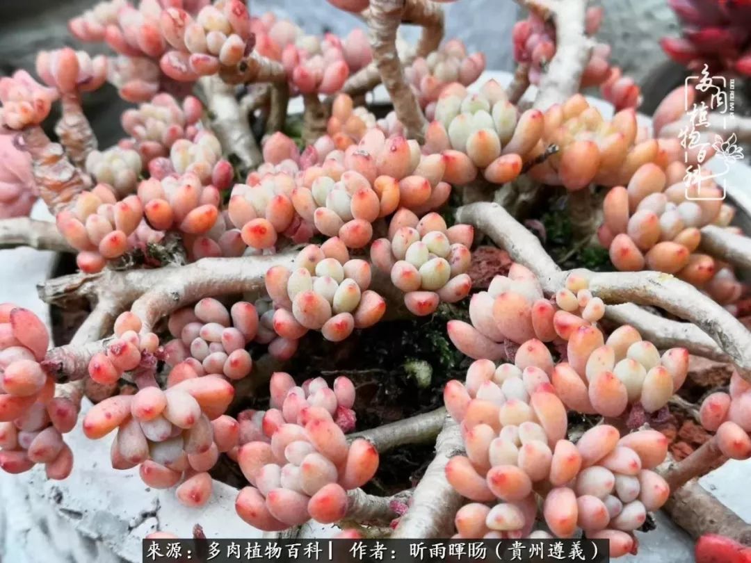 遇见多肉创作的原声,遇见多肉生活从此多了一份美好