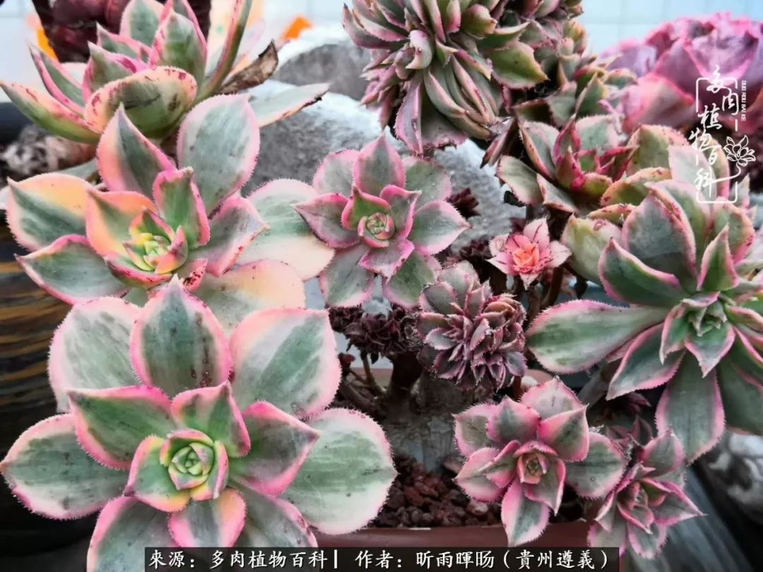 遇见多肉创作的原声,遇见多肉生活从此多了一份美好