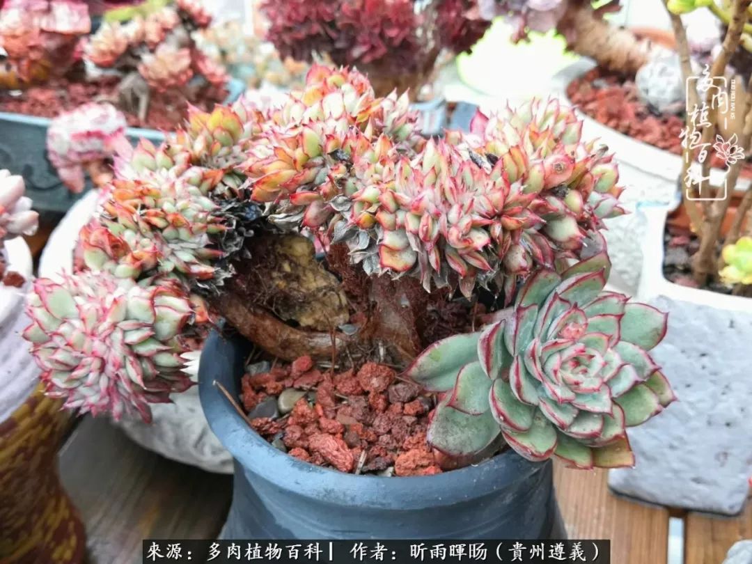 遇见多肉创作的原声,遇见多肉生活从此多了一份美好