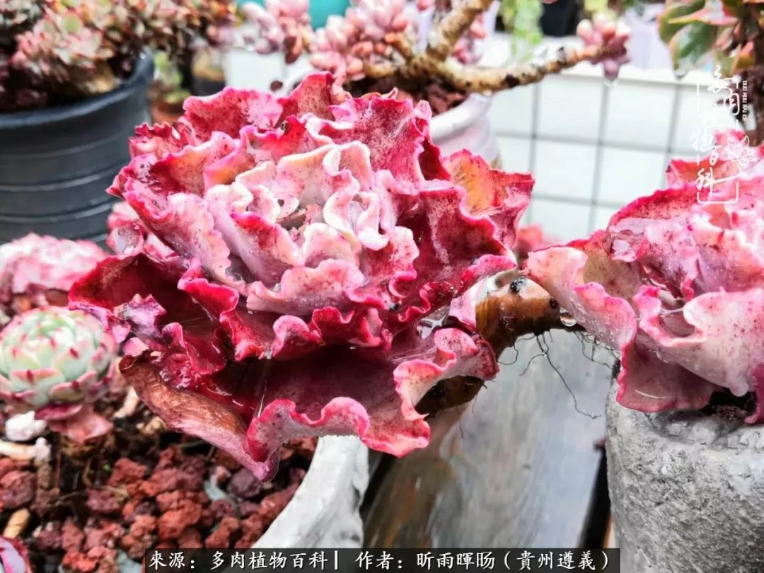 遇见多肉创作的原声,遇见多肉生活从此多了一份美好