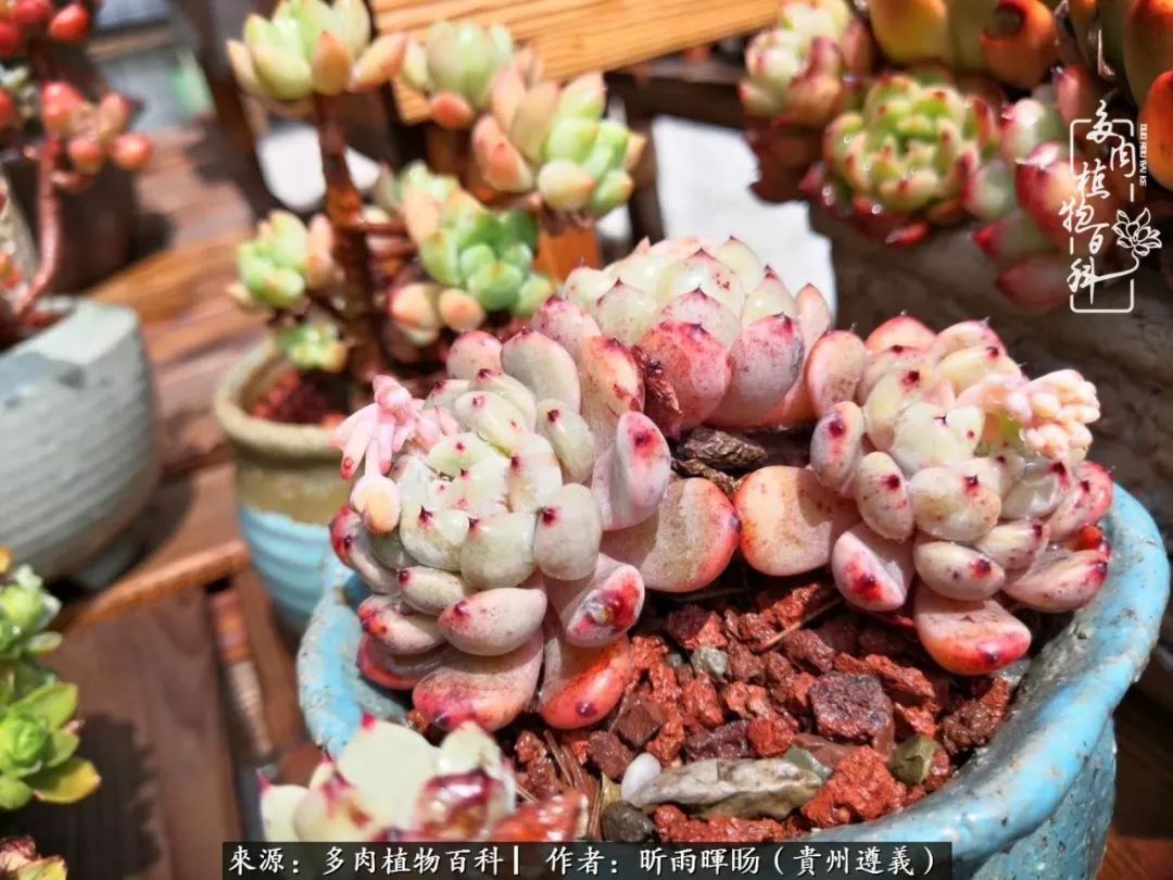 遇见多肉创作的原声,遇见多肉生活从此多了一份美好