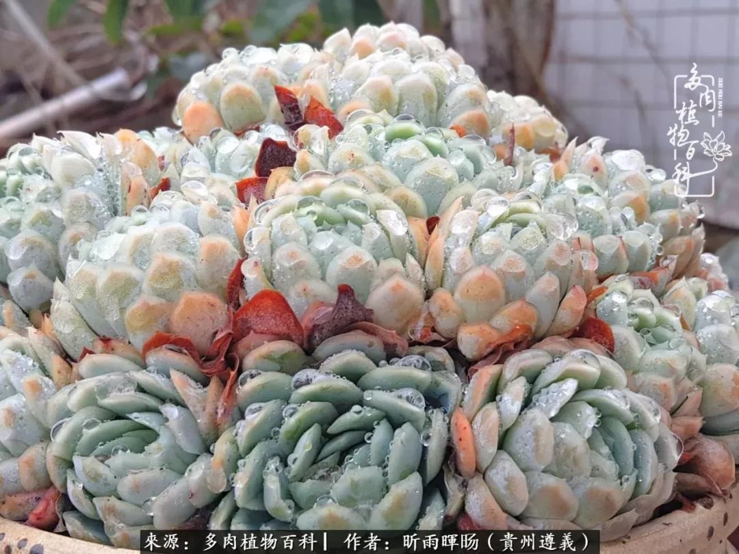 遇见多肉创作的原声,遇见多肉生活从此多了一份美好