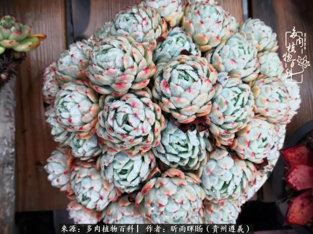 遇见多肉创作的原声,遇见多肉生活从此多了一份美好