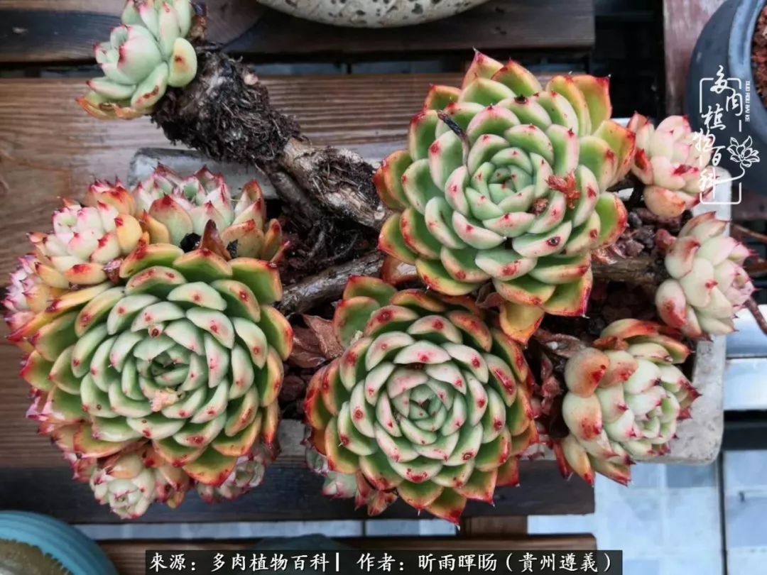 遇见多肉创作的原声,遇见多肉生活从此多了一份美好