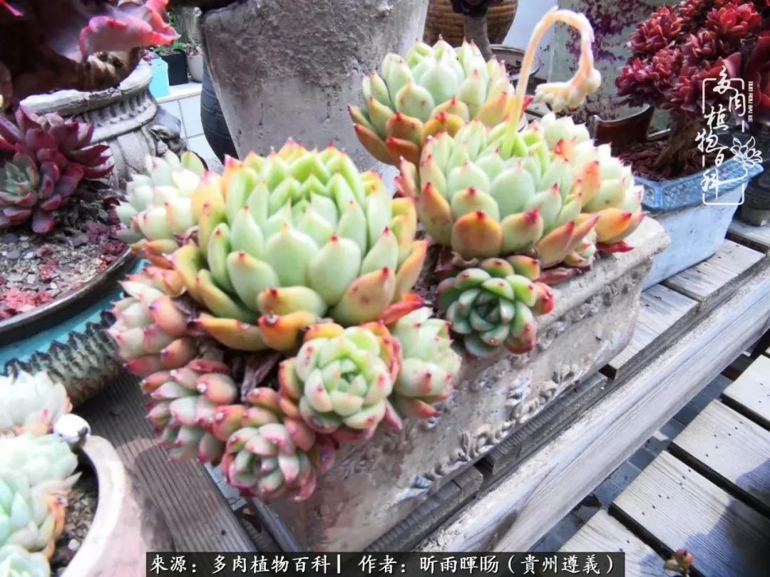 遇见多肉创作的原声,遇见多肉生活从此多了一份美好