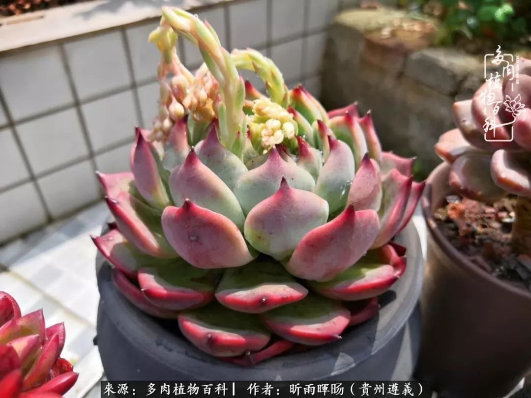 遇见多肉创作的原声,遇见多肉生活从此多了一份美好