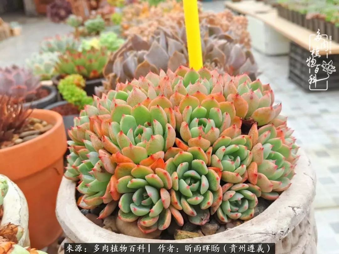 遇见多肉创作的原声,遇见多肉生活从此多了一份美好