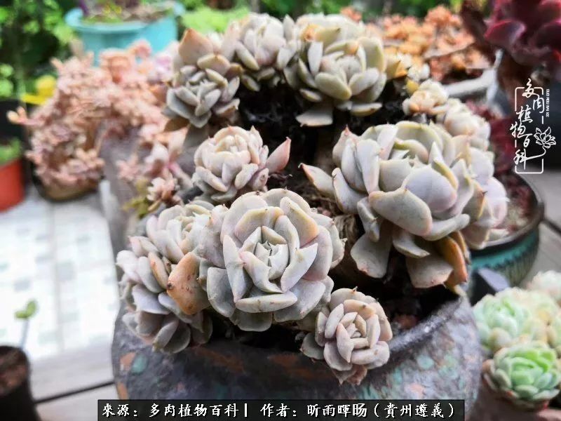 遇见多肉创作的原声,遇见多肉生活从此多了一份美好