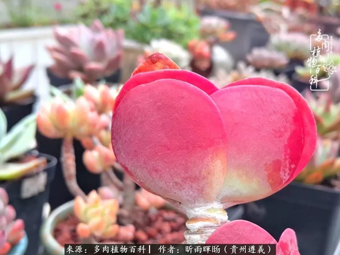 遇见多肉创作的原声,遇见多肉生活从此多了一份美好