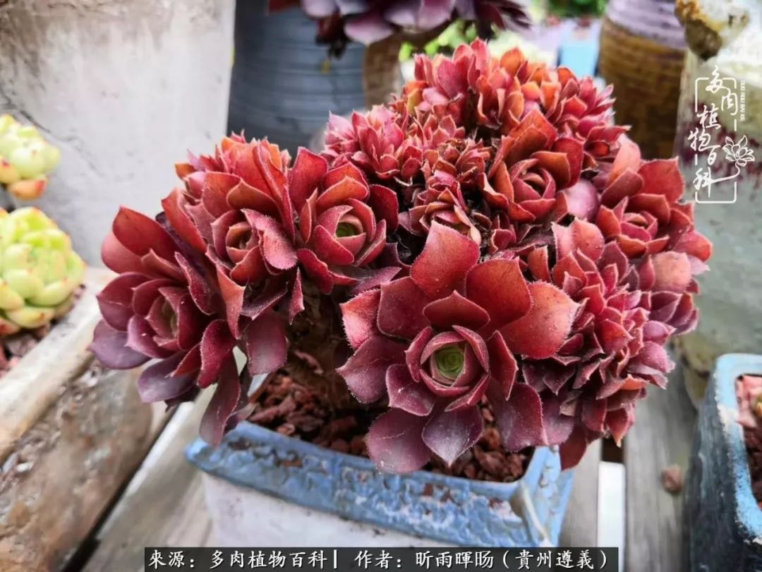 遇见多肉创作的原声,遇见多肉生活从此多了一份美好