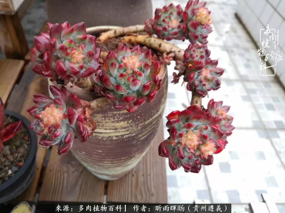 遇见多肉创作的原声,遇见多肉生活从此多了一份美好