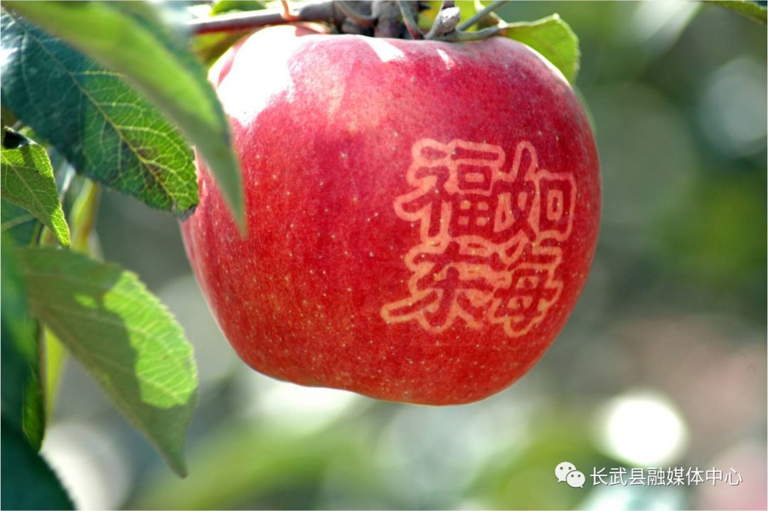 陕西长武苹果产业园,长武苹果基地