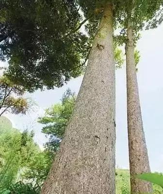 楠木家具与金丝楠家具的区别,金丝楠最漂亮的家具