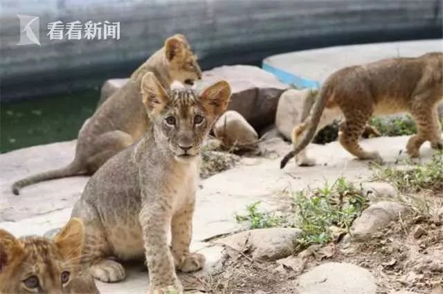 控江路视频,控江路到海昌海洋要多久