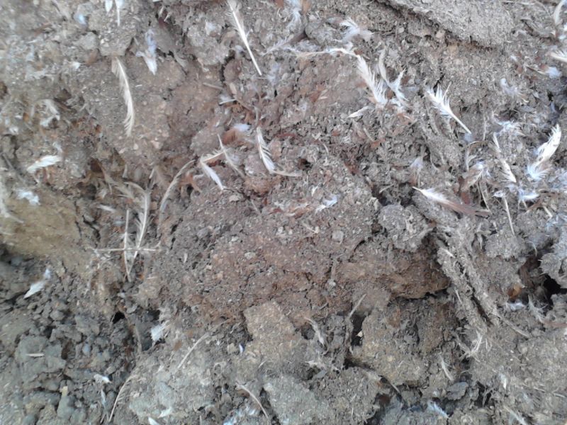 怎样把鸡粪变熟肥,怎样才能把鸡粪变成水