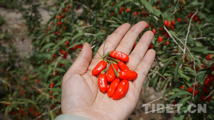 海西,你怎么这么好看