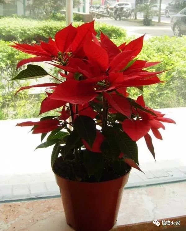 这3种花外表漂亮却有毒,这5种花超级美